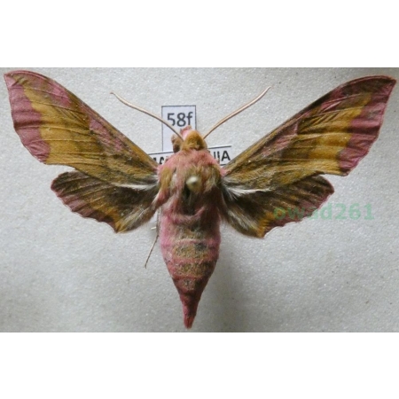 Deilephila porcellus (Linnaeus, 1758) Zmrocznik pazik Macedonia58f